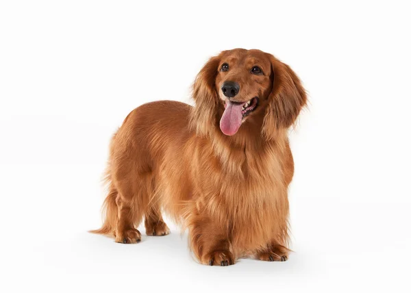 beyaz zemin üzerinde kahverengi dachshund