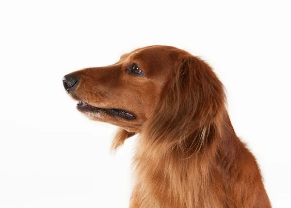 Brown dachshund on white background — Stock Photo, Image