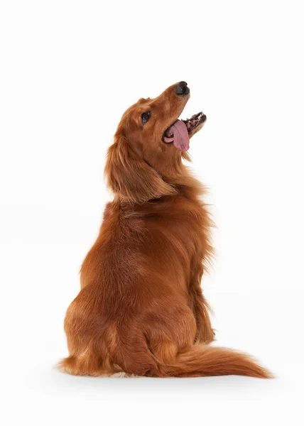 Brown dachshund on white background — Stock Photo, Image