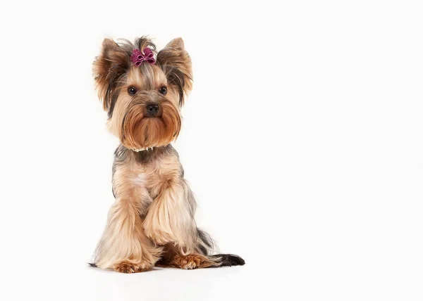 Yorkie puppy on white gradient background — Stock Photo, Image