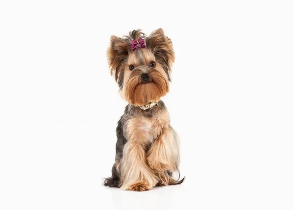 Yorkie filhote de cachorro no fundo gradiente branco — Fotografia de Stock