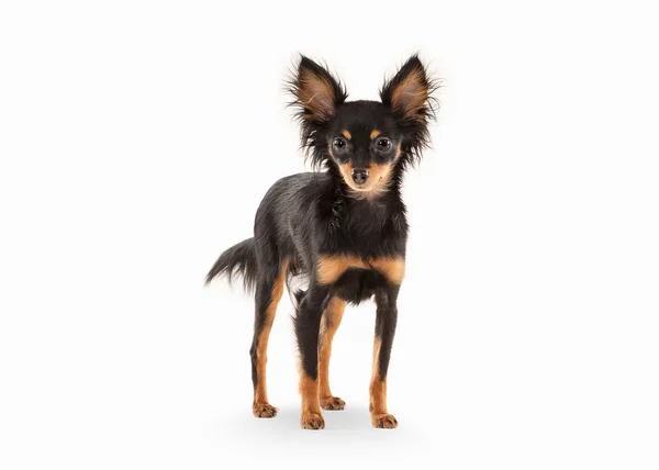 Russian toy terrier puppy on white background — Stock Photo, Image