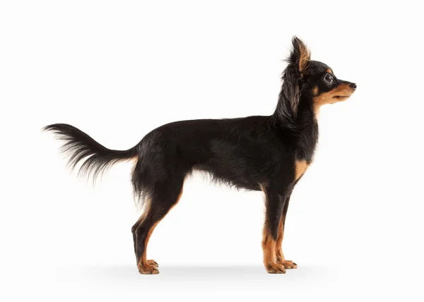 Rysk toy terrier valp på vit bakgrund — Stockfoto