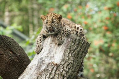 Amur leoparı açık hava kafes içinde