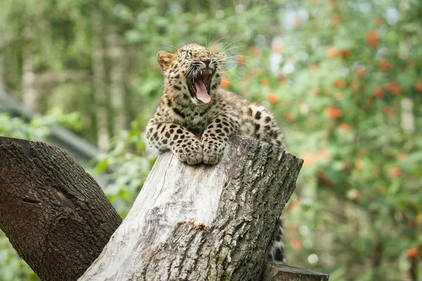 Leopardo amur en jaula al aire libre — Foto de Stock