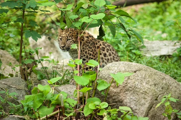 Leopardo amur en jaula al aire libre — Foto de Stock
