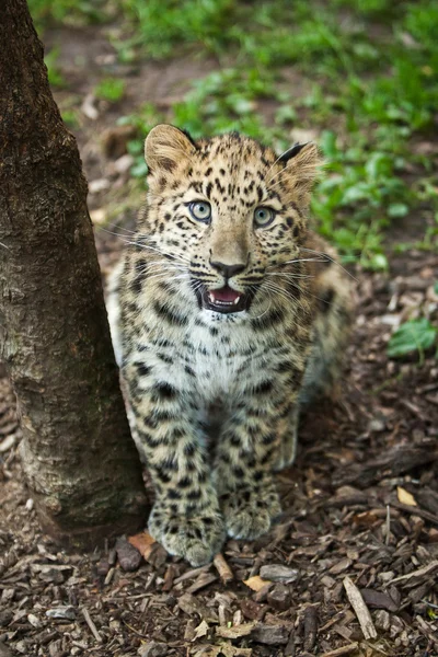 Leopardo amur en jaula al aire libre — Foto de Stock