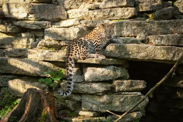 Amur leopard i udendørs bur - Stock-foto