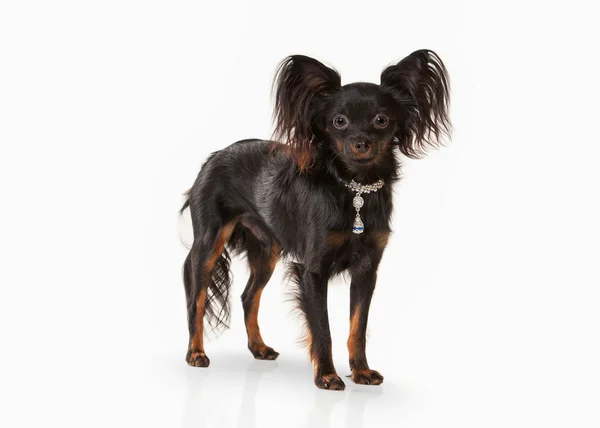 Perro. Rusia juguete terrier cachorro sobre fondo blanco — Foto de Stock