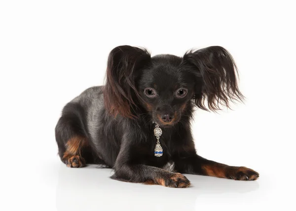 Dog. Russian toy terrier puppy on white background — Stock Photo, Image