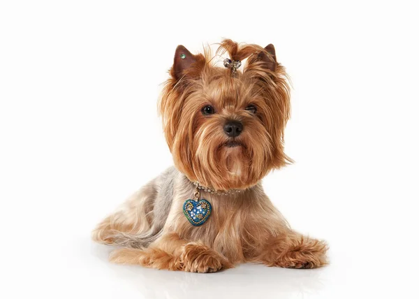 Dog. Yorkie puppy on white gradient background — Stock Photo, Image