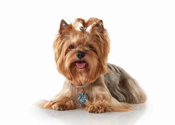 Köpek. Beyaz degrade arka planda teriyer köpek yavrusu