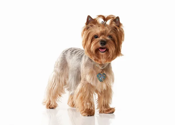 Dog. Yorkie puppy on white gradient background — Stock Photo, Image