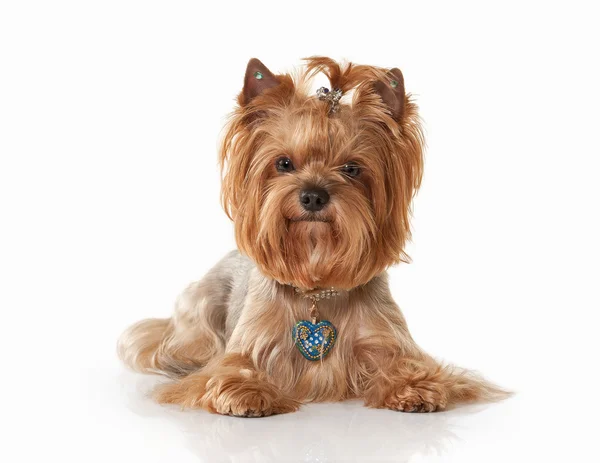 Dog. Yorkie puppy on white gradient background — Stock Photo, Image