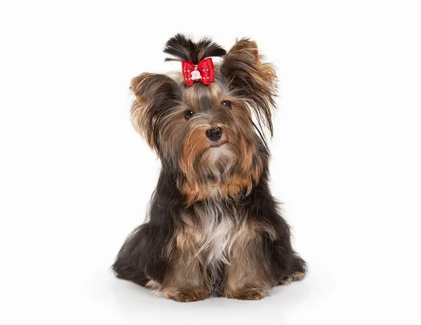 Cão. Filhote de cachorro Yorkie no fundo gradiente branco — Fotografia de Stock