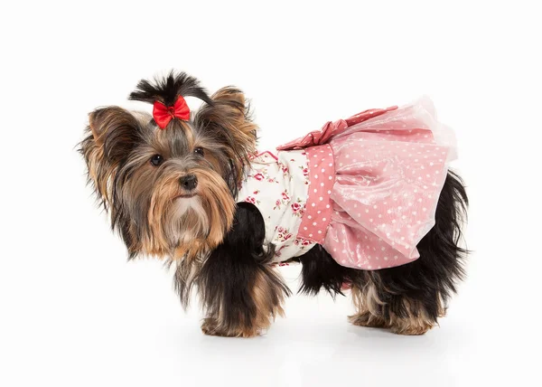 Dog. Yorkie puppy on white gradient background — Stock Photo, Image