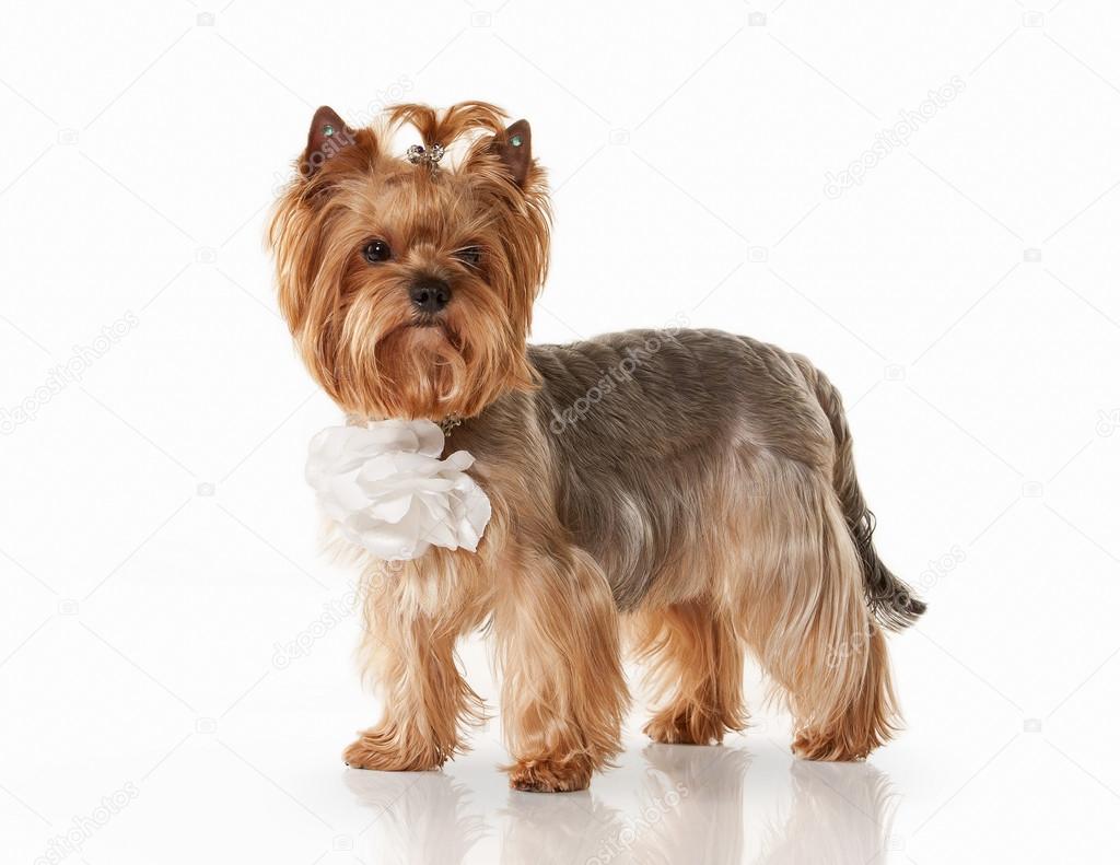 Dog. Yorkie puppy on white gradient background