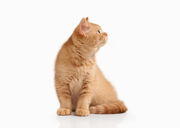 ¡Cat! Pequeño gatito británico rojo sobre fondo blanco —  Fotos de Stock