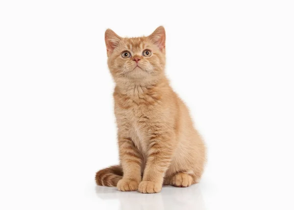 Cat. Small red british kitten on white background — Stock Photo, Image