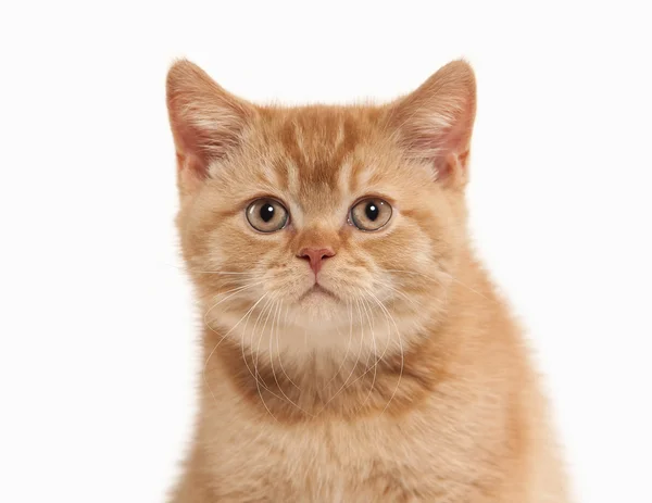 Cat. Small red british kitten on white background — Stock Photo, Image