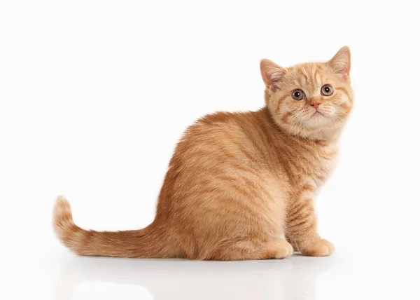 Gatto. Piccolo gattino britannico rosso su sfondo bianco — Foto Stock