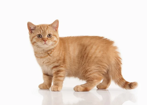 Cat. Small red british kitten on white background — Stock Photo, Image