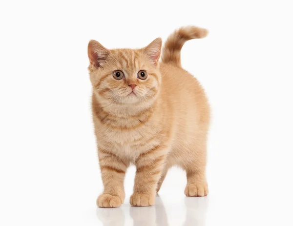 Gato. Pequeno gatinho britânico vermelho no fundo branco — Fotografia de Stock