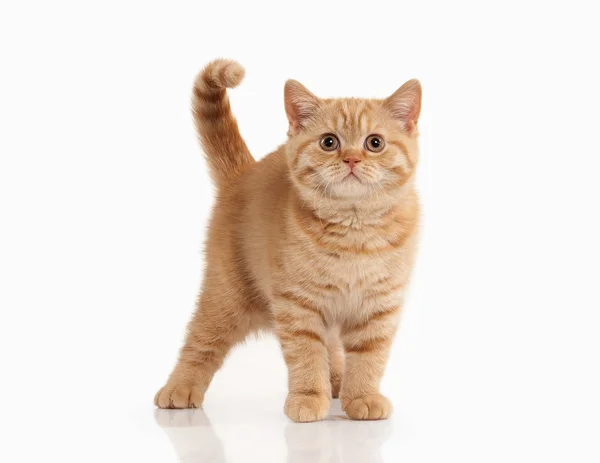 ¡Cat! Pequeño gatito británico rojo sobre fondo blanco — Foto de Stock