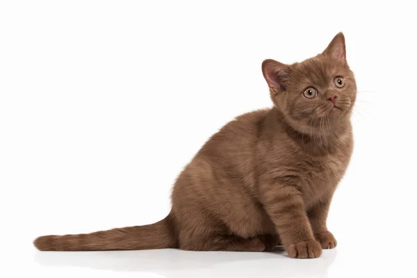 Kat. Kleine kaneel Britse kitten op witte achtergrond — Stockfoto