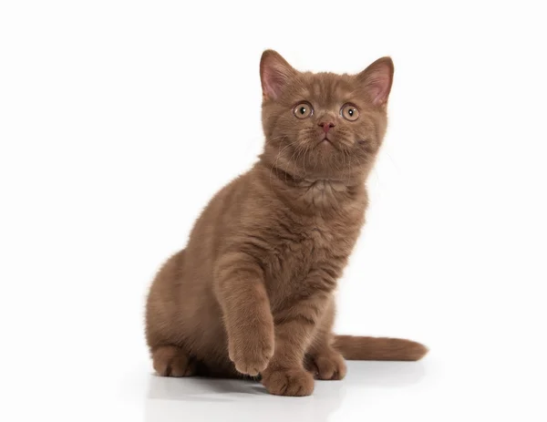 Kat. Kleine kaneel Britse kitten op witte achtergrond — Stockfoto