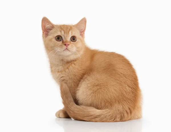 ¡Cat! Pequeño gatito británico rojo sobre fondo blanco —  Fotos de Stock