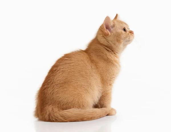 Cat. Small red british kitten on white background — Stock Photo, Image
