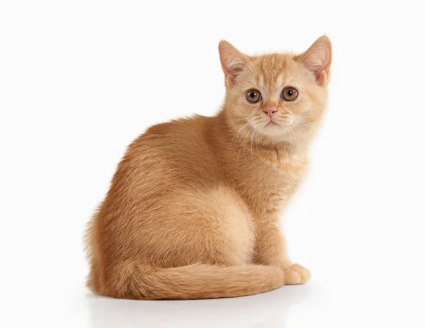 ¡Cat! Pequeño gatito británico rojo sobre fondo blanco —  Fotos de Stock