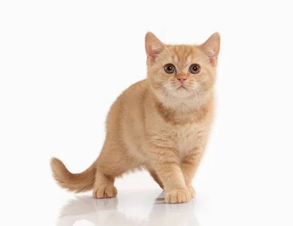 Кэт. Маленький красный британский котенок на белом фоне — стоковое фото