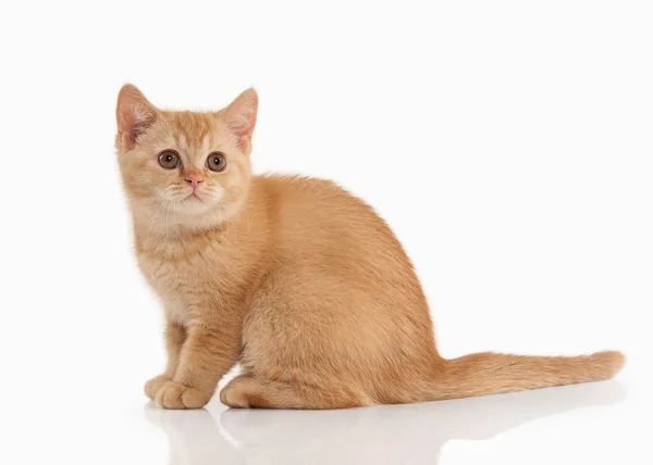 Un chat. Petit chaton britannique rouge sur fond blanc — Photo