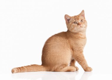 Kedi. Beyaz arka plan üzerinde küçük kırmızı İngiliz yavru kedi