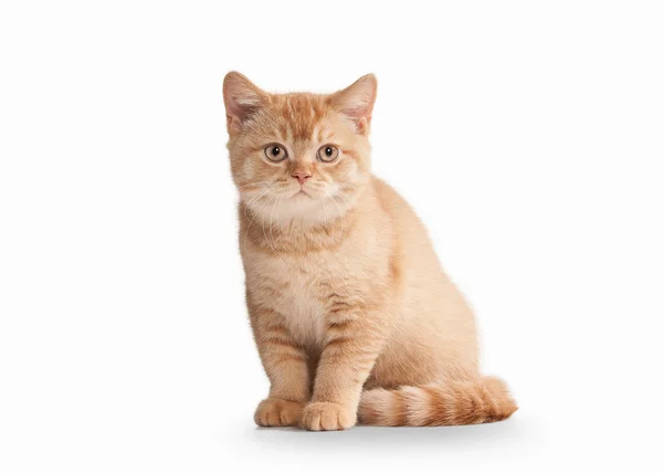 Un chat. Petit chaton britannique rouge sur fond blanc — Photo
