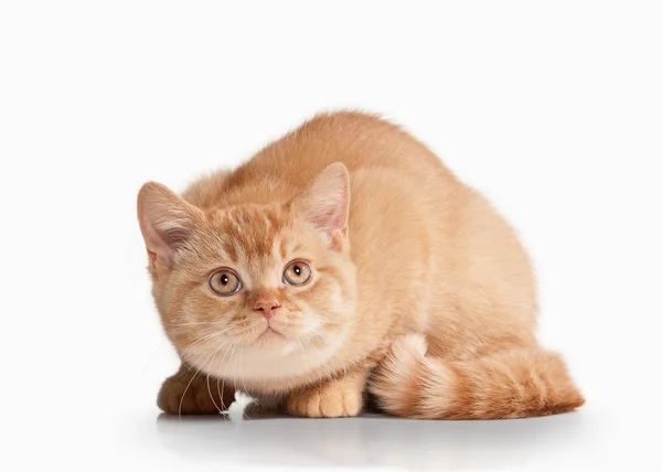 Кіт. Маленький червоний британський кошеня на білому тлі — стокове фото