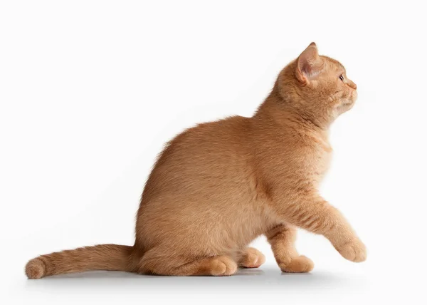 猫。白い背景の上の小さな赤いイギリス子猫 — ストック写真