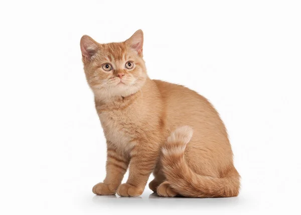 Cat. Small red british kitten on white background — Stock Photo, Image