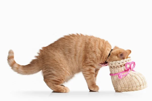 Gatto. Piccolo gattino britannico rosso su sfondo bianco — Foto Stock