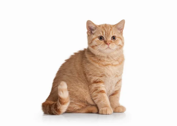 Gato. Pequeno gatinho britânico vermelho no fundo branco — Fotografia de Stock