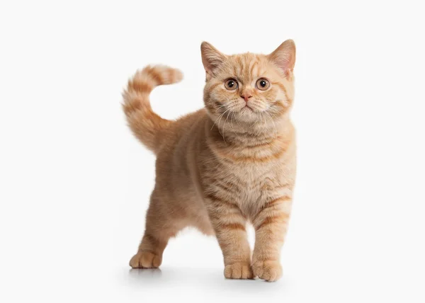 Cat. Small red british kitten on white background — Stock Photo, Image