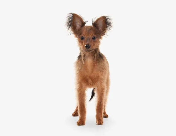 Perro. Rusia juguete terrier cachorro sobre fondo blanco —  Fotos de Stock