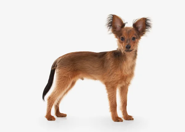 Perro. Rusia juguete terrier cachorro sobre fondo blanco —  Fotos de Stock