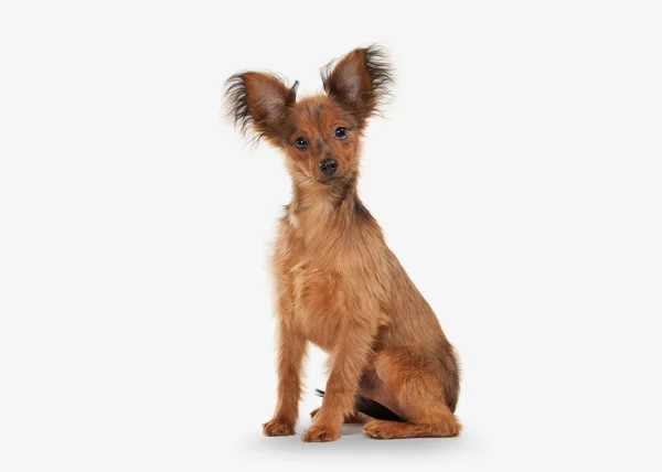 Hund. Rysk toy terrier valp på vit bakgrund — Stockfoto