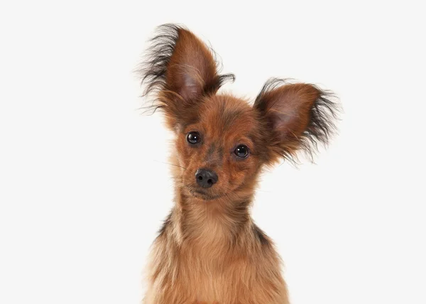 Pes. Ruský toy teriér štěně na bílém pozadí — Stock fotografie
