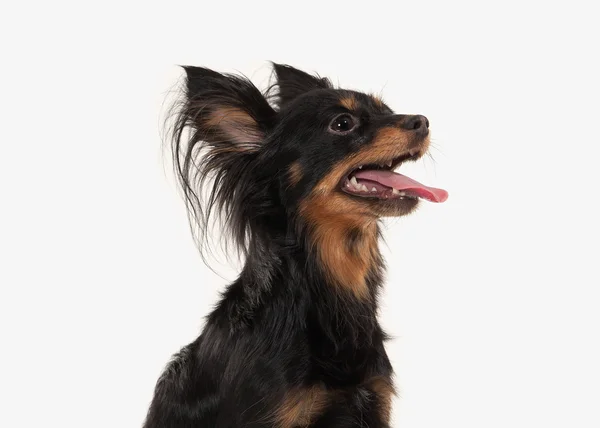 Hund. Rysk toy terrier valp på vit bakgrund — Stockfoto