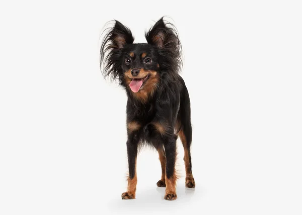 Dog. Russian toy terrier puppy on white background — Stock Photo, Image