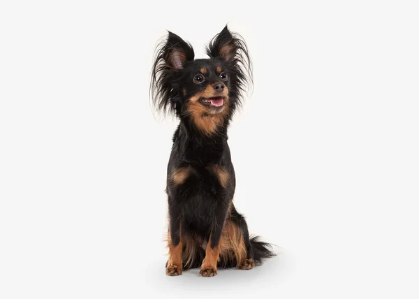 Dog. Russian toy terrier puppy on white background — Stock Photo, Image